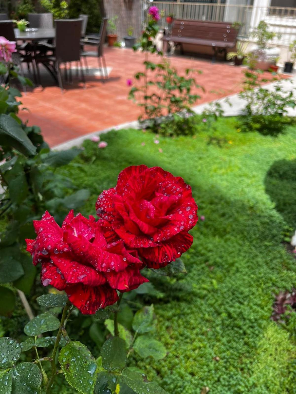 Rose Garden Omax Apartments サニービーチ エクステリア 写真