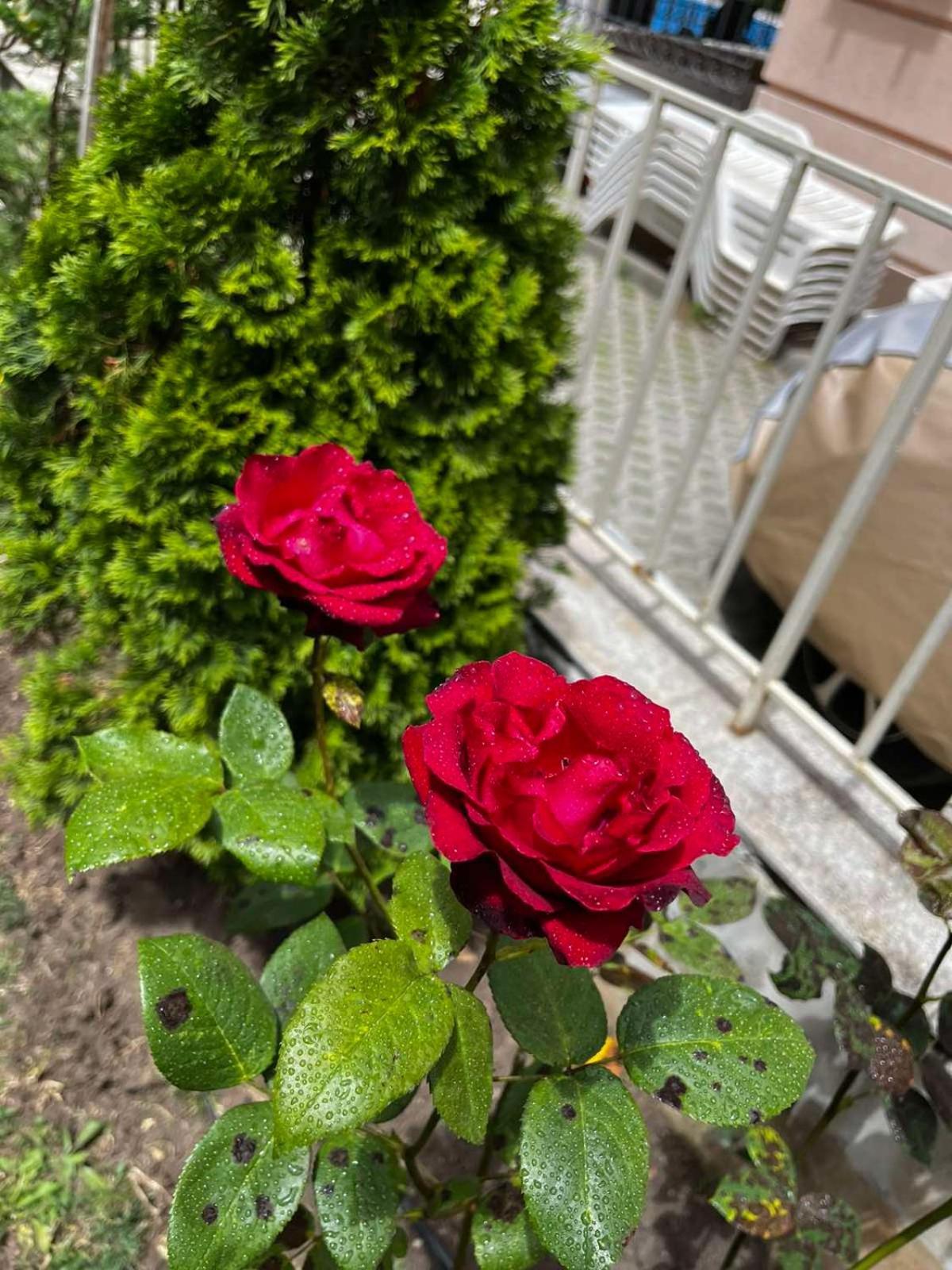 Rose Garden Omax Apartments サニービーチ エクステリア 写真